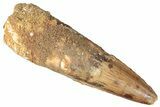 Bargain, Fossil Spinosaurus Tooth - Real Dinosaur Tooth #269164-1